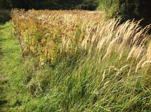 Norwood Rd nature reserve