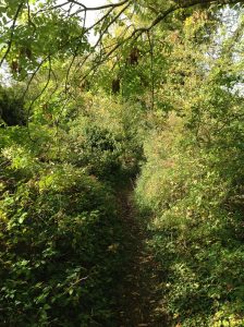 Path, foliage