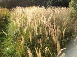 Meadow grass