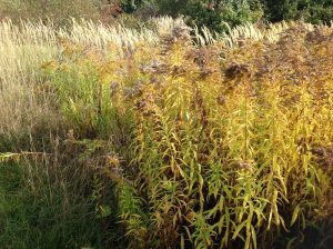 Meadow grasses