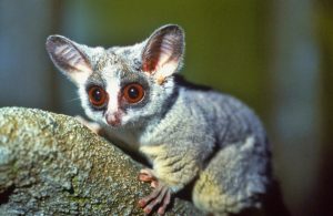 Bush baby